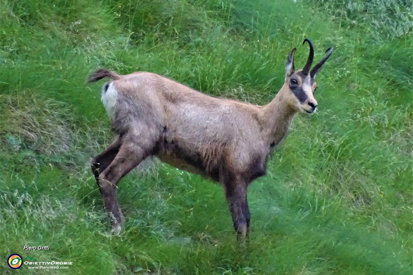 89 Il verso di un camoscio attira la mia attenzione e via con lo zoom.JPG